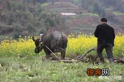 农村俗语：“女人当家驴耕地,母鸡打鸣不吉利”,说的有道理吗？