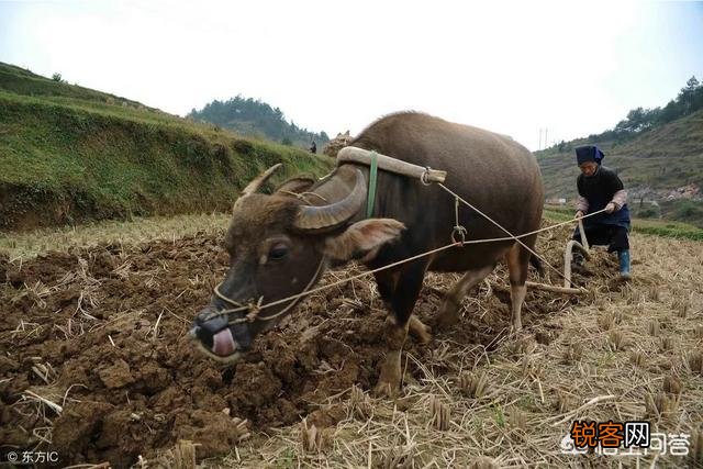 农村俗语：“女人当家驴耕地,母鸡打鸣不吉利”,说的有道理吗？