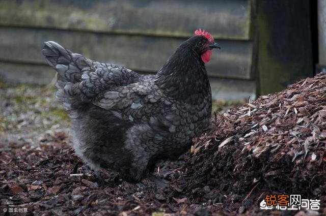 农村俗语：“女人当家驴耕地,母鸡打鸣不吉利”,说的有道理吗？