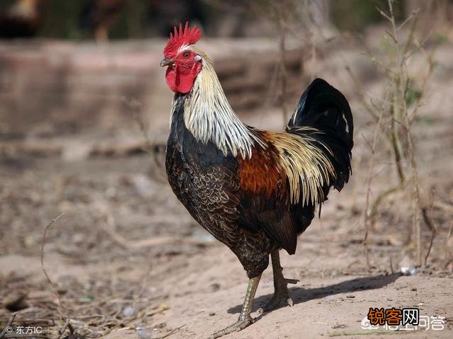 农村俗语：“女人当家驴耕地,母鸡打鸣不吉利”,说的有道理吗？