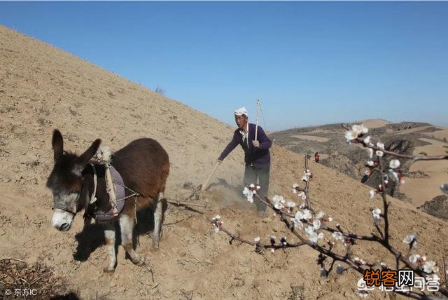 农村俗语：“女人当家驴耕地,母鸡打鸣不吉利”,说的有道理吗？