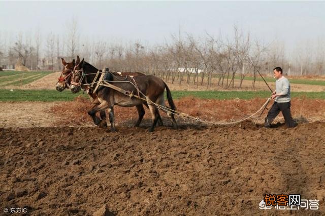 农村俗语：“女人当家驴耕地,母鸡打鸣不吉利”,说的有道理吗？