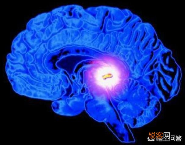 公鸡司晨的科学原理是什么？