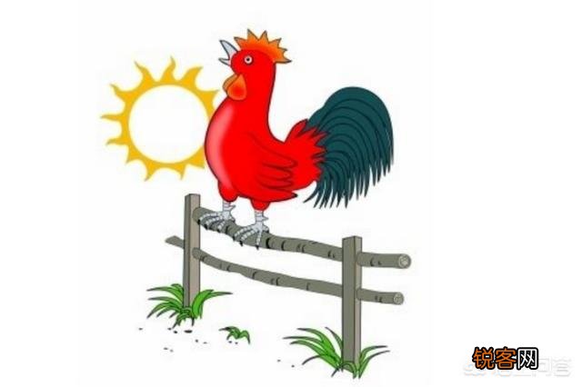 公鸡司晨的科学原理是什么？