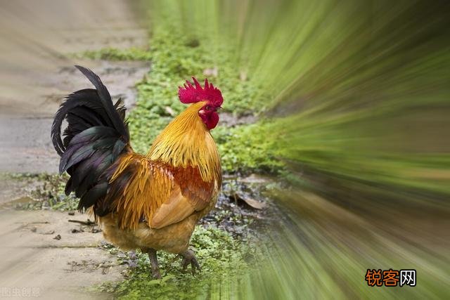 农村俗话“女人当家驴耕地,母鸡打鸣不吉利”这话背后是啥道理？