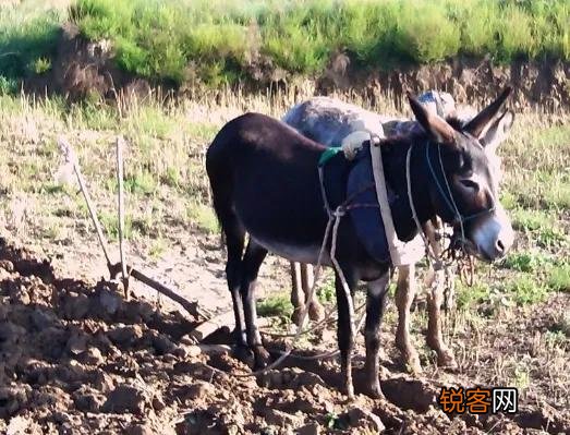 农村俗话“女人当家驴耕地,母鸡打鸣不吉利”这话背后是啥道理？