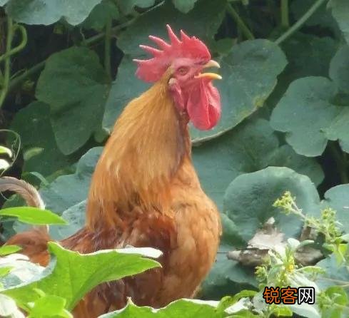 农村俗话“女人当家驴耕地,母鸡打鸣不吉利”这话背后是啥道理？