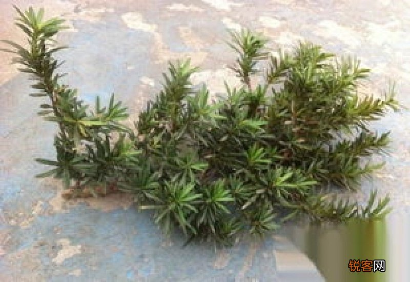 罗汉松枝条能插活吗