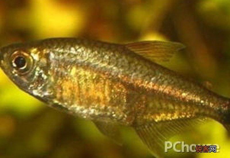 黄金灯鱼好养吗