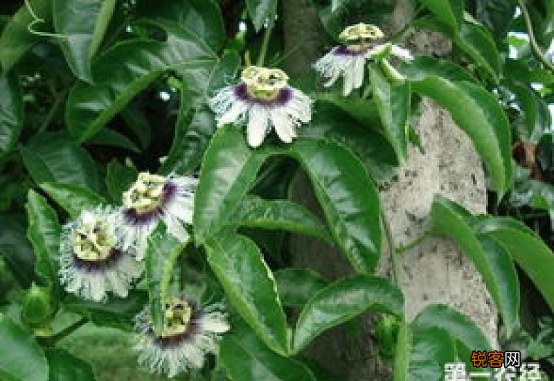 百香果开花吗