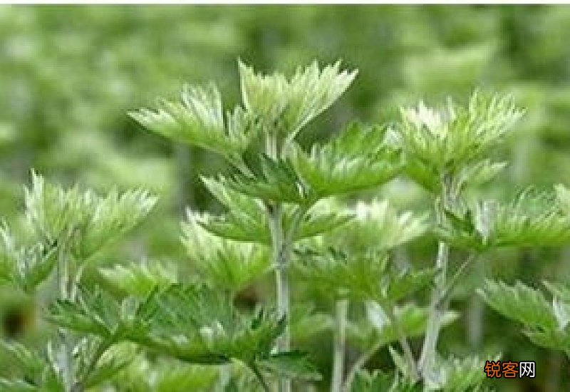 艾草燃烧的烟有毒吗 艾草燃烧的烟能杀菌净化空气吗
