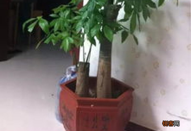 怎么让发财树开花