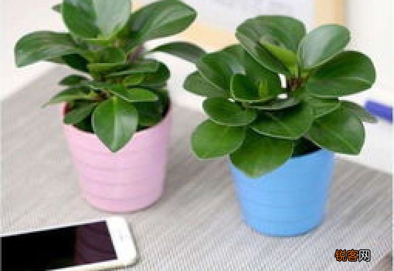 豆瓣绿扦插注意事项