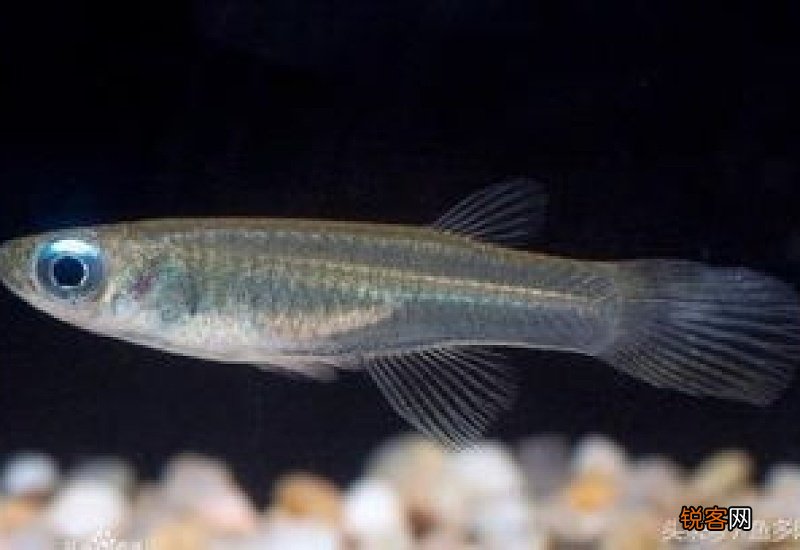 蓝眼灯鱼好养吗