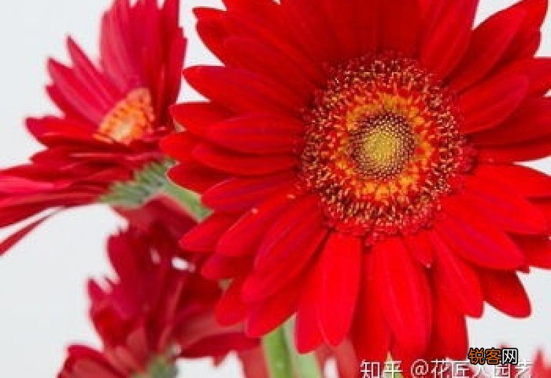 扶郎花的花语是什么意思
