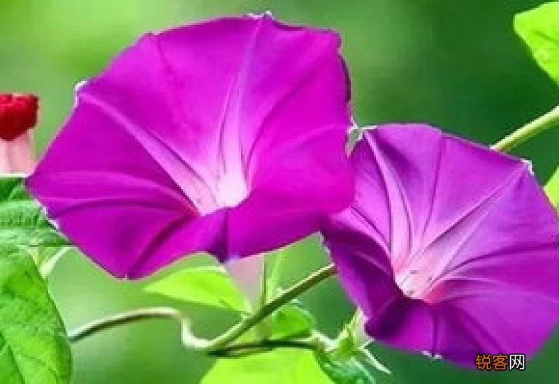 牵牛花有果实吗
