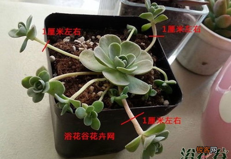 子持莲华扦插步骤