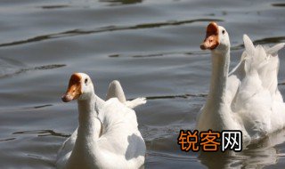 描写天鹅的优美句子 描写天鹅有哪些句子