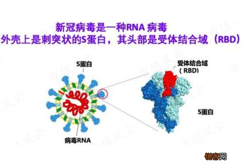 新冠病毒变异后抗体还有效吗