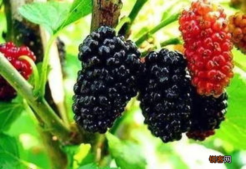 桑葚能治白发吗 吃桑葚能让头发变黑吗