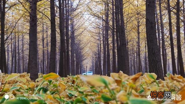 马云上市前给了谁股票？