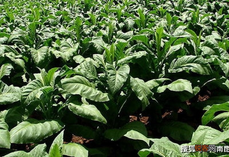 荔枝开花施什么肥料最好