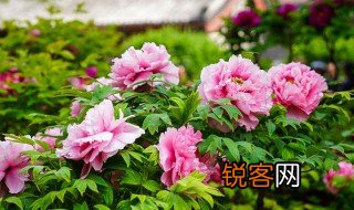 描写牡丹花的优美句子 描写牡丹花盛开形态的句子分享