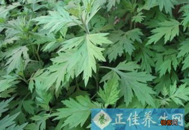 艾草能吃吗哪种艾草可以食用 吃艾草的禁忌