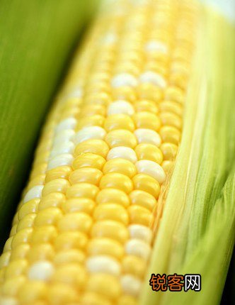 玉米这样煮更营养