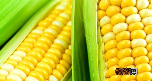 玉米这样煮更营养