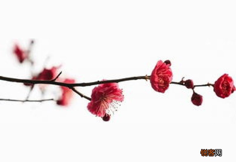 冬天的梅花养护方法是什么 冬天的梅花养护方法