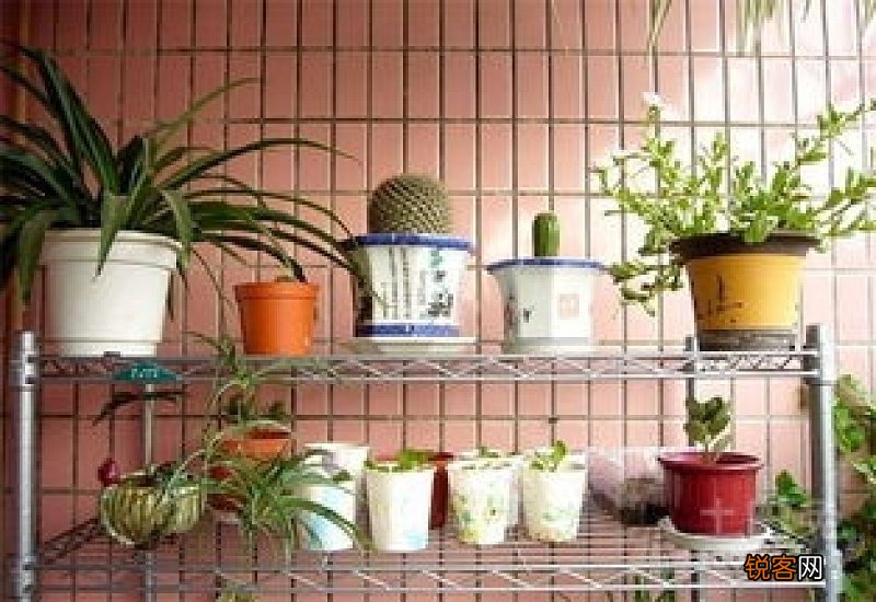 适合阳台种植的树有哪些