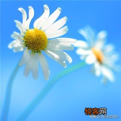 推荐一下好看的特种兵或者雇佣兵小说,真实性强一点的,类似《狼群》？