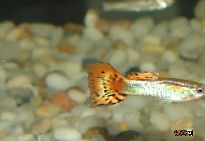 孔雀鱼食哪种好