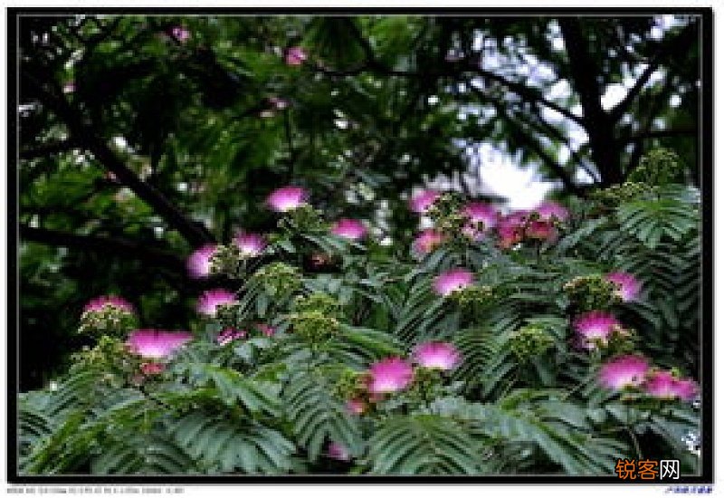 合欢树与芙蓉树的区别