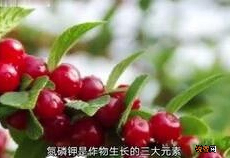 枣树用什么肥料又大又甜