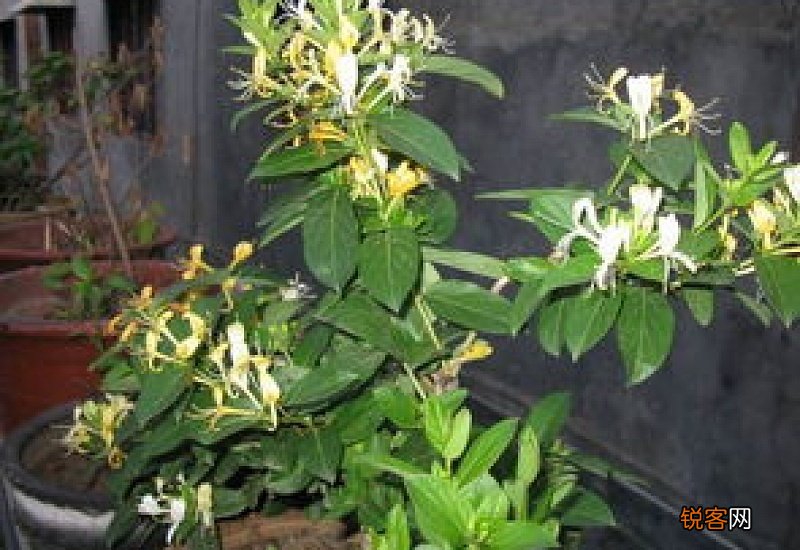 冬季金银花怎样修剪