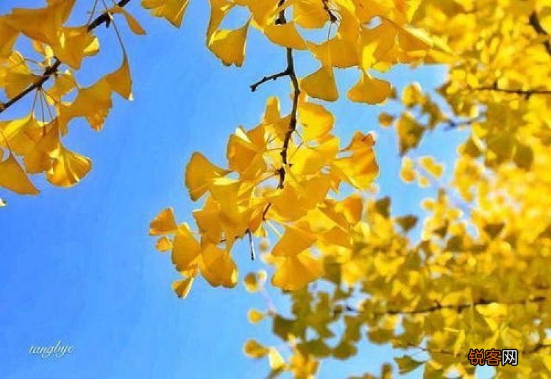银杏叶是什么季节变黄