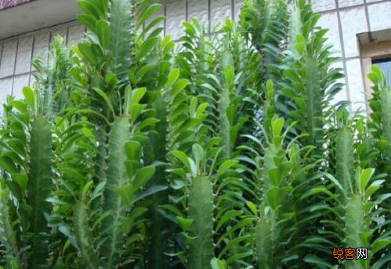 龙骨花的扦插方法图解