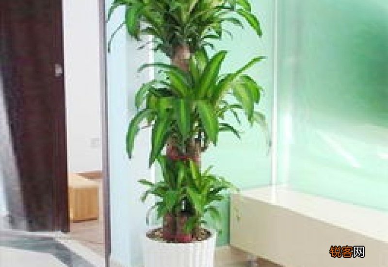 巴西木叶子打蔫怎么办