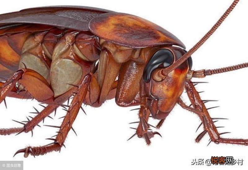 蟑螂一般躲在家里的什么地方