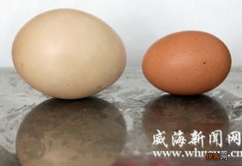 一个鸡蛋的重量大概是多少克