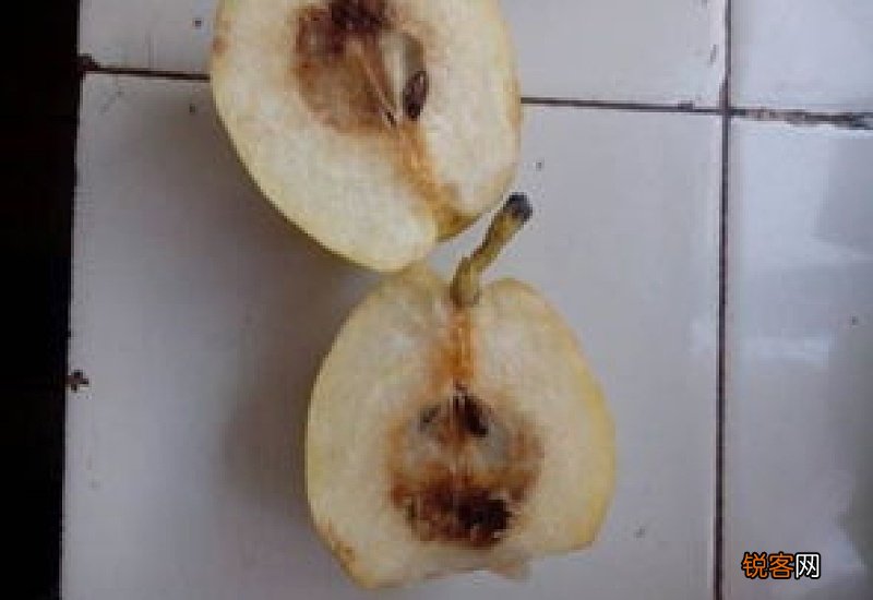 梨子与酸奶同食吃好吗 梨子和酸奶一起吃好不好