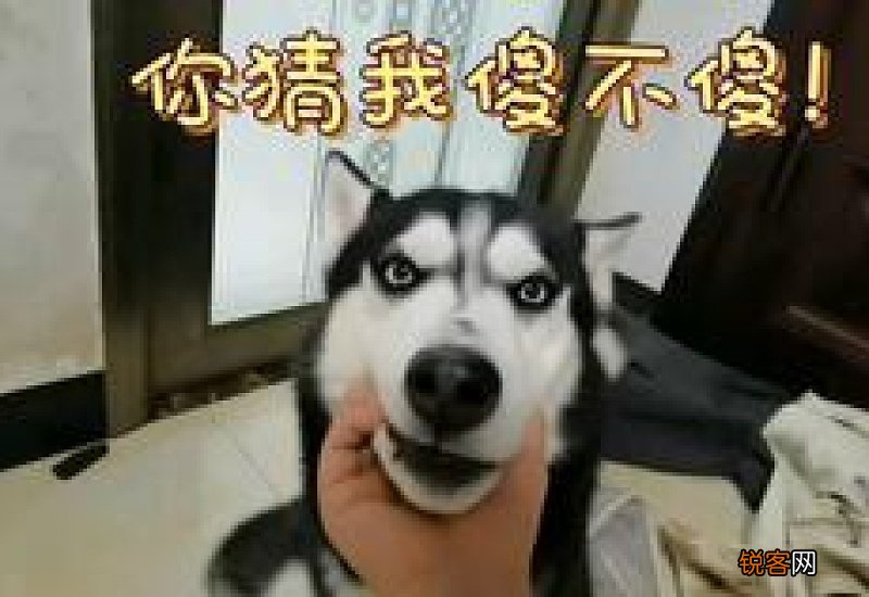 猫晚上上窜下跳疯了么