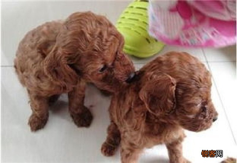 泰迪狗吃了巧克力蛋糕怎么办