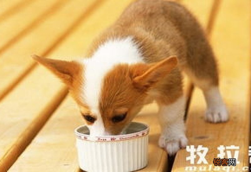 狗狗需要换粮吗