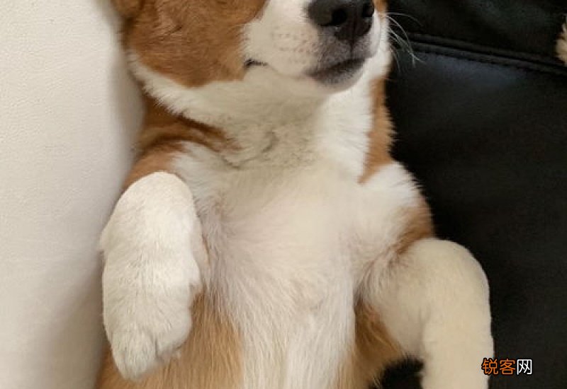 狗狗为什么会发抖