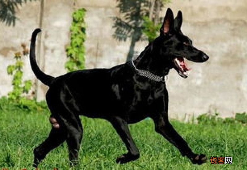 黑狼犬的优点和缺点