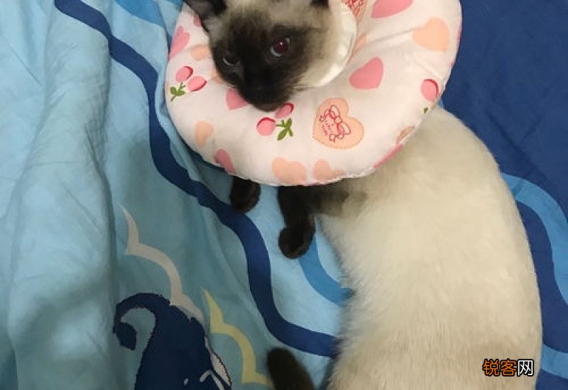 传腹猫要不要绝育