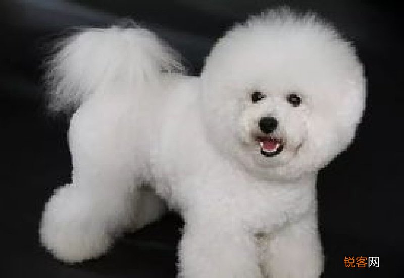 比熊犬掉毛吗有体臭吗